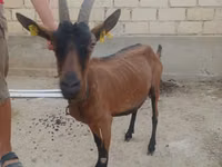 عنزة, الماعز — الصورة 1