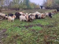 母山羊, Goats — 照片 2