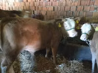 公牛, Limousin cow — 照片 2