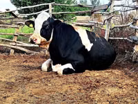 Toro, Raza Holstein — foto 2