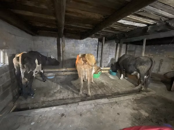 Kuh, Holstein-Rasse