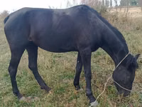 Stute, Pferde — Foto 2