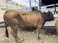 母牛, Cattle — 照片 3