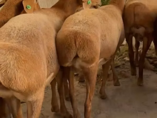 Schaf, Arashan sheep