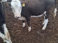 Kuh, Latvian Blue cattle — Foto 7