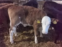 Bovinos (lote, sexo no especificado), Simmental cattle — foto 1