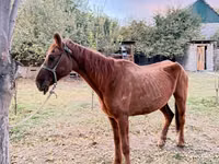 Yegua, Caballos — foto 4