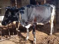 Kuh, Russian Black pied cattle — Foto 2