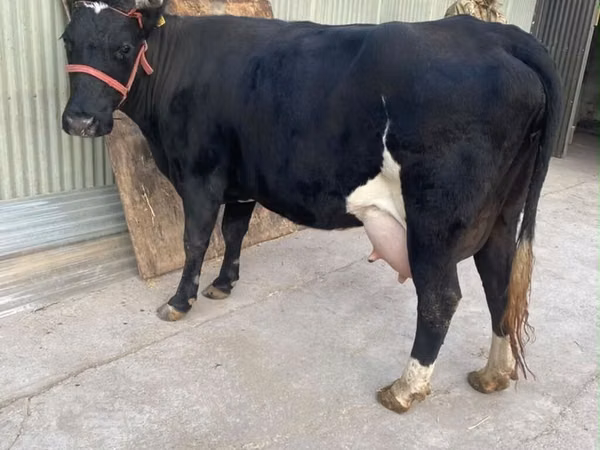 Vaca, Raza Holstein