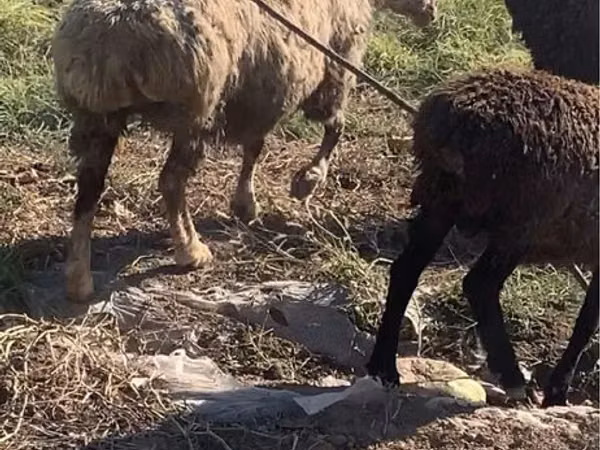نعجة, الأغنام — كازاخستان