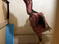 Chickens — Foto 1