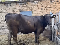 Kuh, Swiss cattle — Foto 2