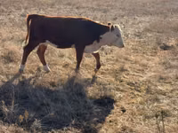 母牛, Simmental cattle — 照片 3