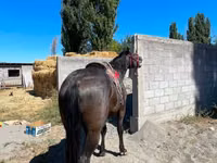 Hengst, Karabair horse — Foto 3