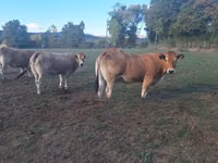 بقرة, Partenaise cattle — الصورة 2