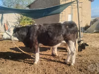 بقرة, Simmental cattle — الصورة 6
