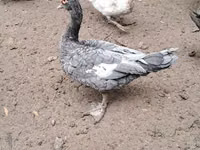 Ducks — फ़ोटो 5