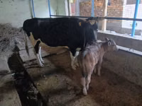母牛, Russian Black pied cattle — 照片 1