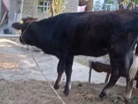 Bull, Cattle — photo 1