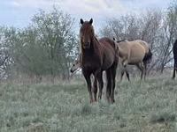 فرس, Horse breed — الصورة 2