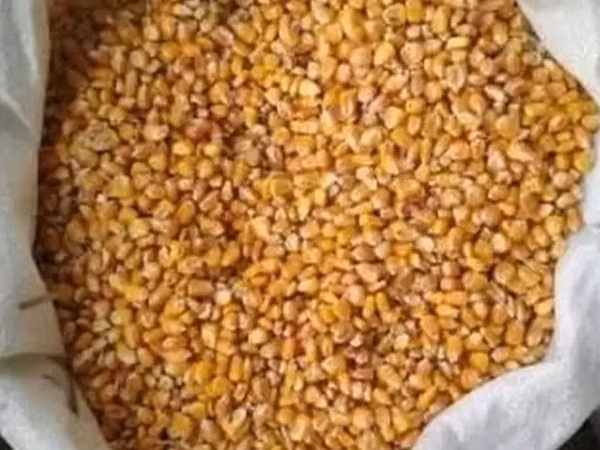 Продаю! Кукуруза 10тонн в мешках