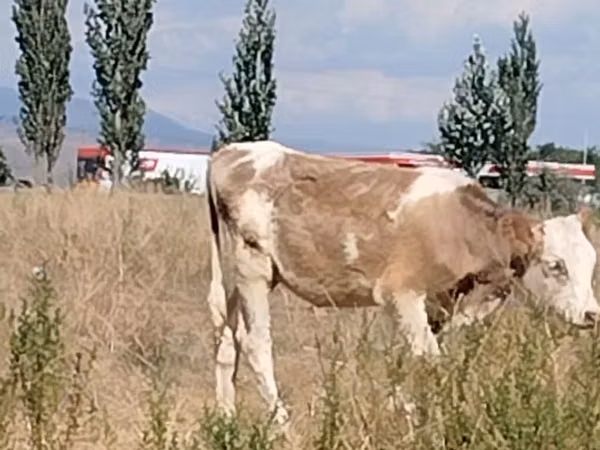 Уй, Эстониянын кызыл сиыры