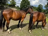 Stute, Međimurje horse — Foto 4