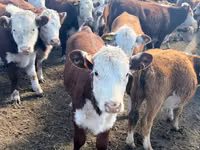 母牛, Russian Black pied cattle — 照片 8