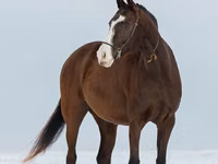 Yegua, Akhal-Teke — foto 7