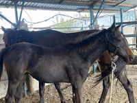 Stute, Thoroughbred horse — Foto 2