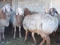 Carnero, Arashan sheep — foto 2