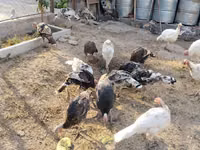 Turkeys — Foto 2