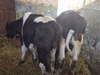 सांड, Russian Black pied cattle — फ़ोटो 2
