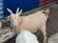 Ziege, Kamori goats — Foto 5