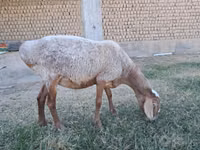 Кой, Койлор — сүрөт 2