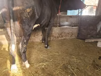 母牛, Cattle — 照片 2