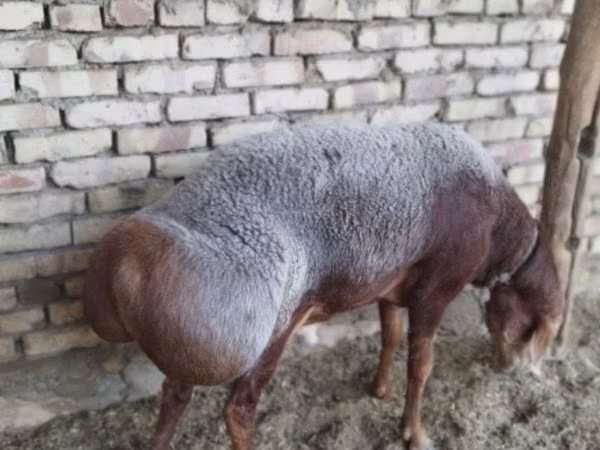 Кочкор, Арашан