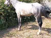 حصان, الخيول — الصورة 2