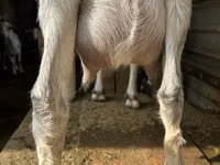 Goat, Alpine goat — photo 3