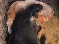 मेढ़ा, Arashan sheep — फ़ोटो 7