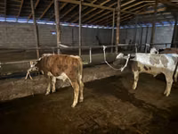 公牛, Latvian Blue cattle — 照片 2