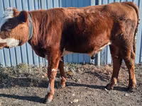 Toro, Russian Black pied cattle — foto 3