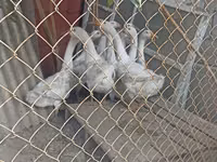 Chickens — الصورة 2