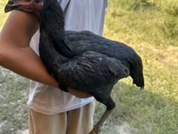 Chickens — Foto 3