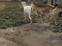 Ziege, Beetal goats — Foto 1