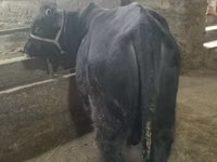 公牛, Cattle — 照片 3