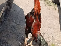 Chickens — Foto 5