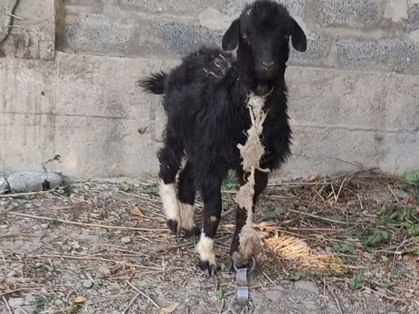 تيس, الماعز — قيرغيزستان