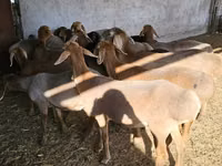 Schaf, Arashan sheep — Foto 3