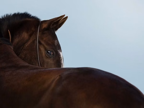 Yegua, Akhal-Teke